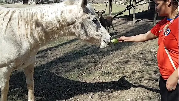 Heiß Ich war ganz nass, als ich die Größe eines Pferdegliedes sah !!! Ich wünschte mein Freund wäre so !!! Paty Hintern, El Toro De Oromeine Tube